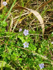 Hesperocodon hederaceus