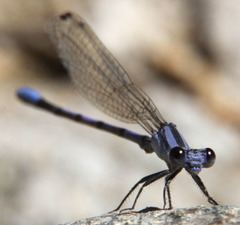Argia hinei