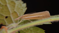 Agriphila selasella