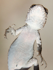 Sceloporus graciosus gracilis