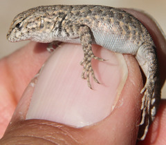 Sceloporus graciosus gracilis