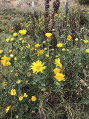 Grindelia stricta stricta