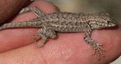 Sceloporus graciosus gracilis