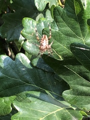 Araneus diadematus