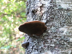 Phellinus cinereus