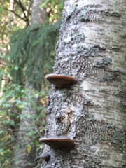 Phellinus cinereus