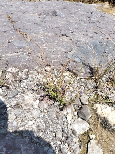 Image of Stemodia durantifolia by no rights reserved