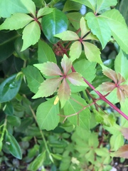 Parthenocissus quinquefolia image