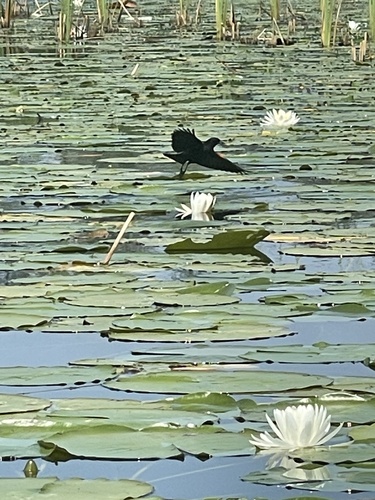 Red-winged Blackbird