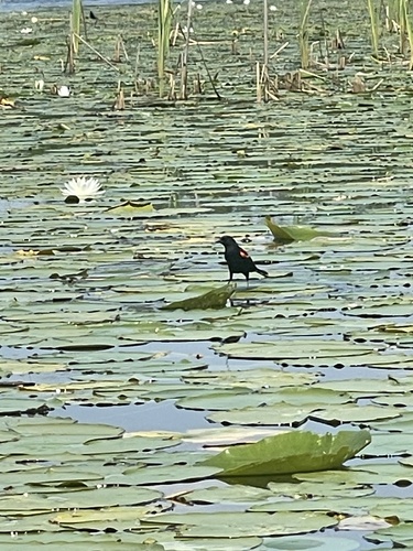 Red-winged Blackbird