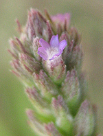 Verbena