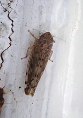 Osbornellus borealis