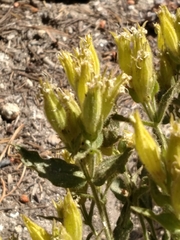 Silene parishii