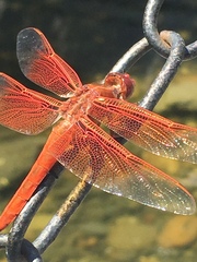 Libellula saturata