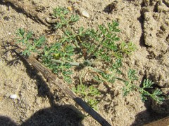 Capnophyllum africanum
