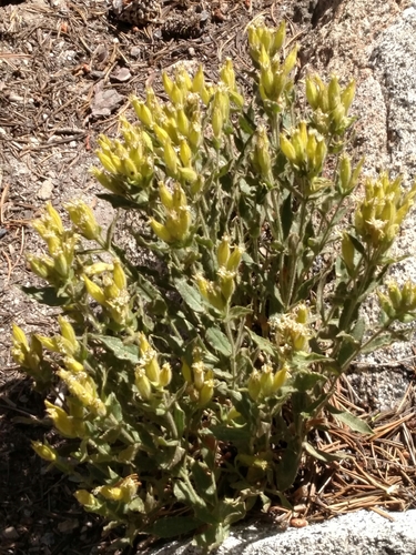 Image of Silene parishii by no rights reserved