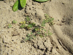 Capnophyllum africanum