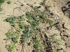 Capnophyllum africanum