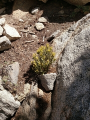 Silene parishii