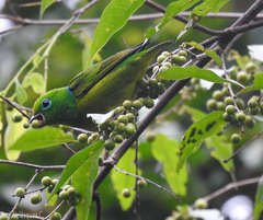 Chlorophonia cyanea