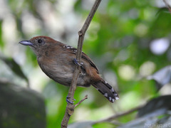 Thamnophilus punctatus