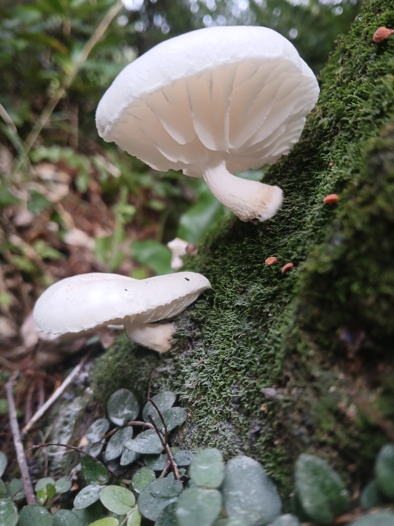 Oudemansiella australis · April 2025 · photo: © claire_grace83 (iNaturalist, cc-by)