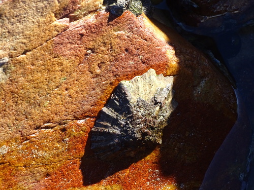 Patella tabularis, 2025-04-28