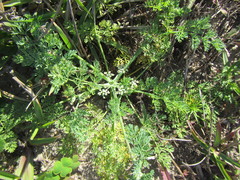 Capnophyllum africanum