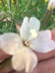 Oenothera tetraptera