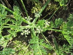 Capnophyllum africanum