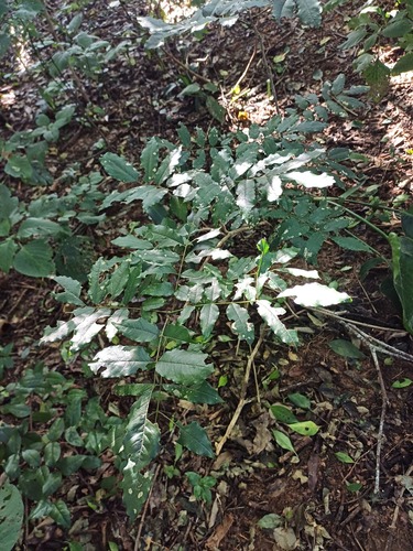 Millettia grandis, photograph 4