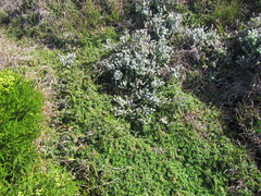 Cliffortia ferruginea