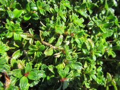 Cliffortia ferruginea