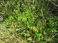 Apium decumbens