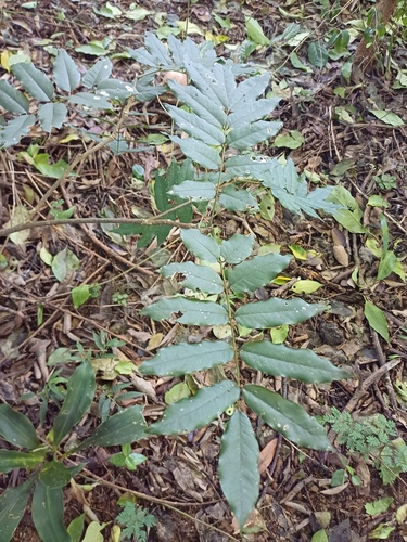 Millettia grandis, photograph 3