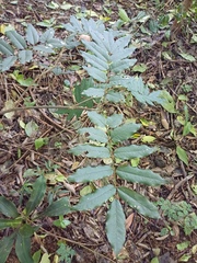 (c) Margaret Burger, some rights reserved (CC BY-SA) Millettia grandis, photograph (c) Margaret Burger, some rights reserved (CC BY-SA)