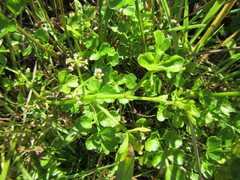 Apium decumbens
