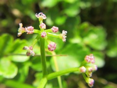 Apium decumbens