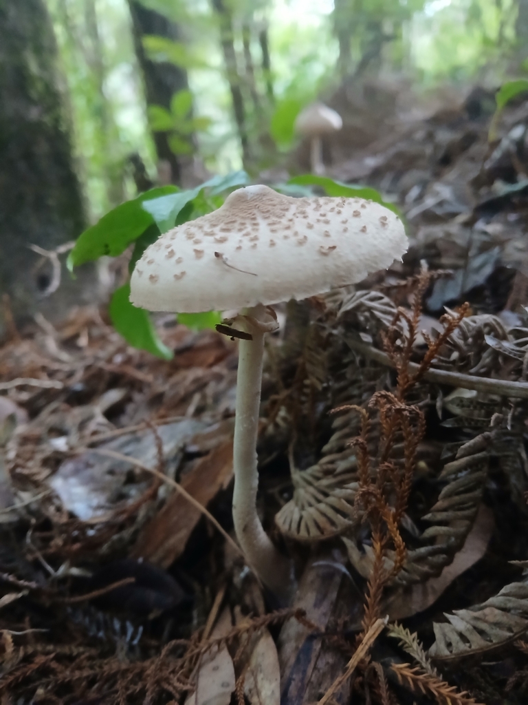 Macrolepiota clelandii · April 2025 · photo: © claire_grace83 (iNaturalist, cc-by)