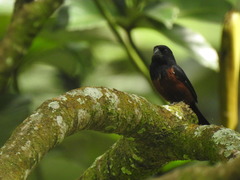 Sporophila angolensis