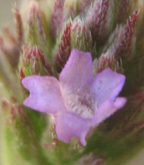 Verbena