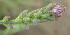 Verbena
