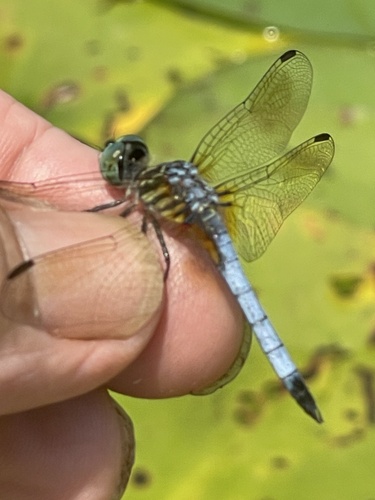 Blue Dasher