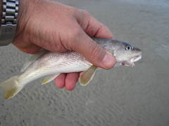 Menticirrhus americanus