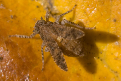 Danepteryx