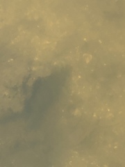 Archosargus probatocephalus