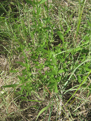 Verbena