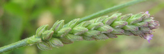 Verbena