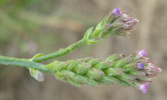 Verbena