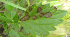 Verbena
